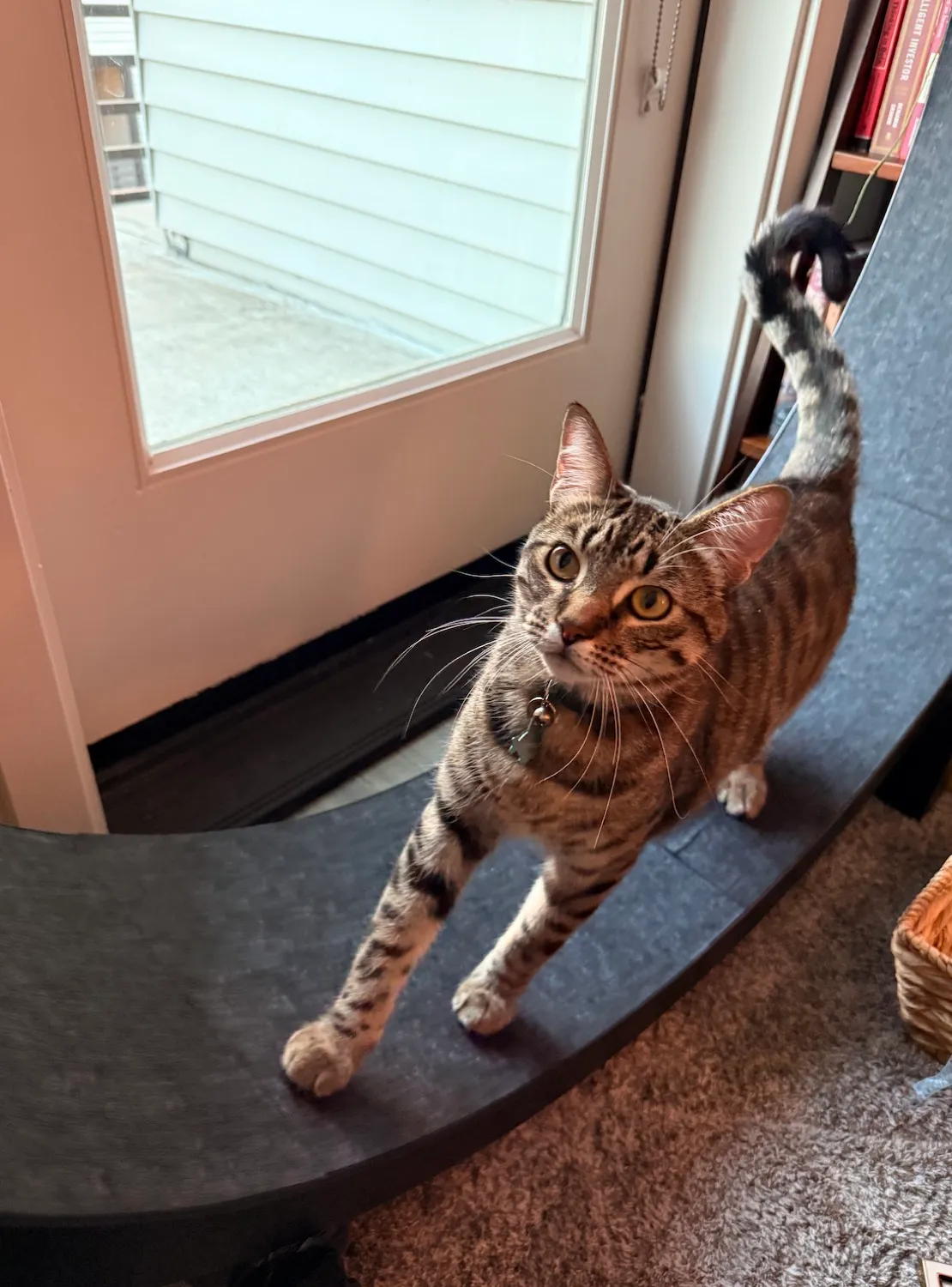 Cat Exercise Wheel - reviewed by Kenzo