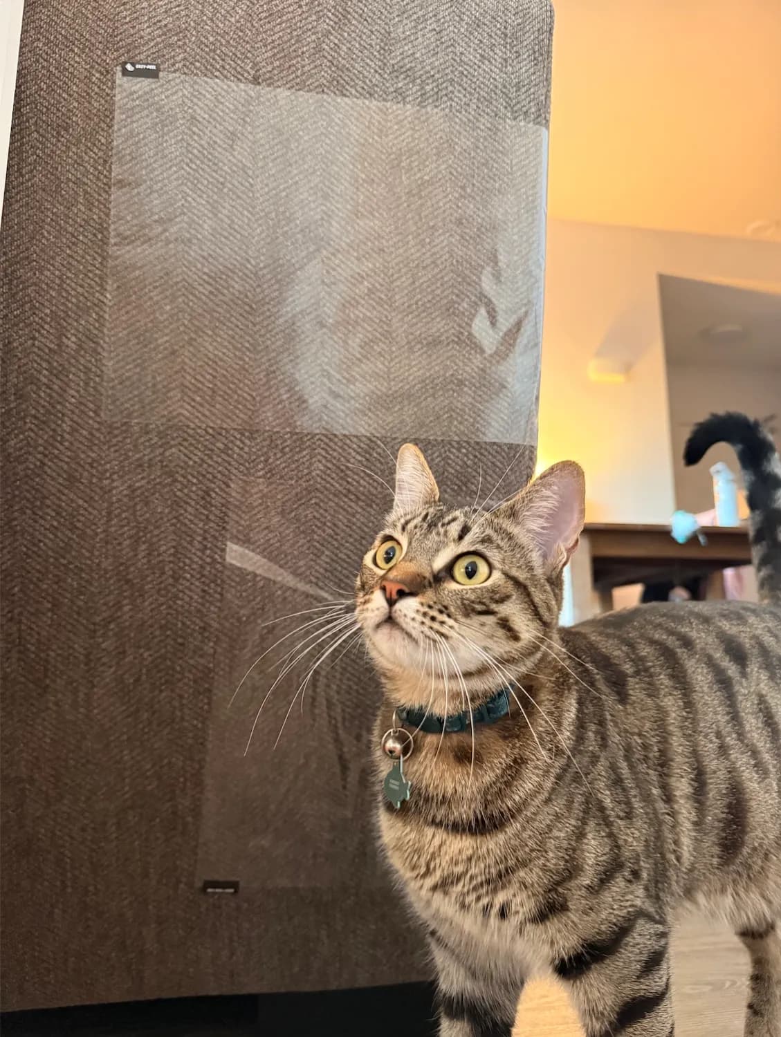 Couch Scratch Protector Sheets - reviewed by Kenzo