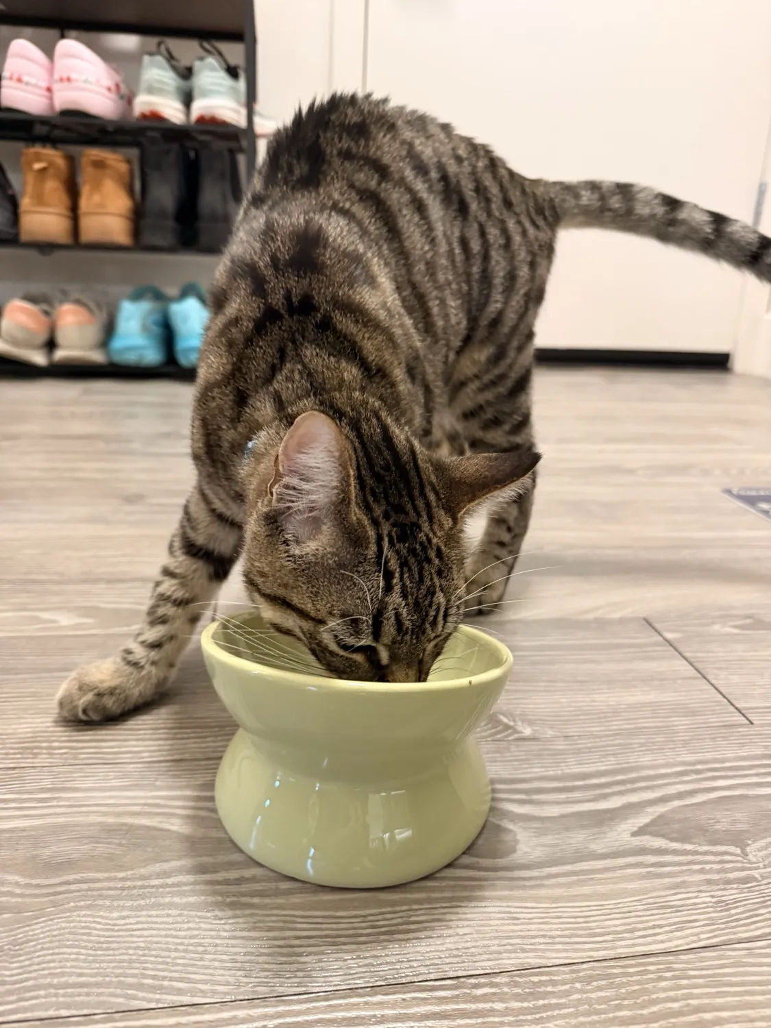 Elevated Food Bowl - reviewed by Kenzo