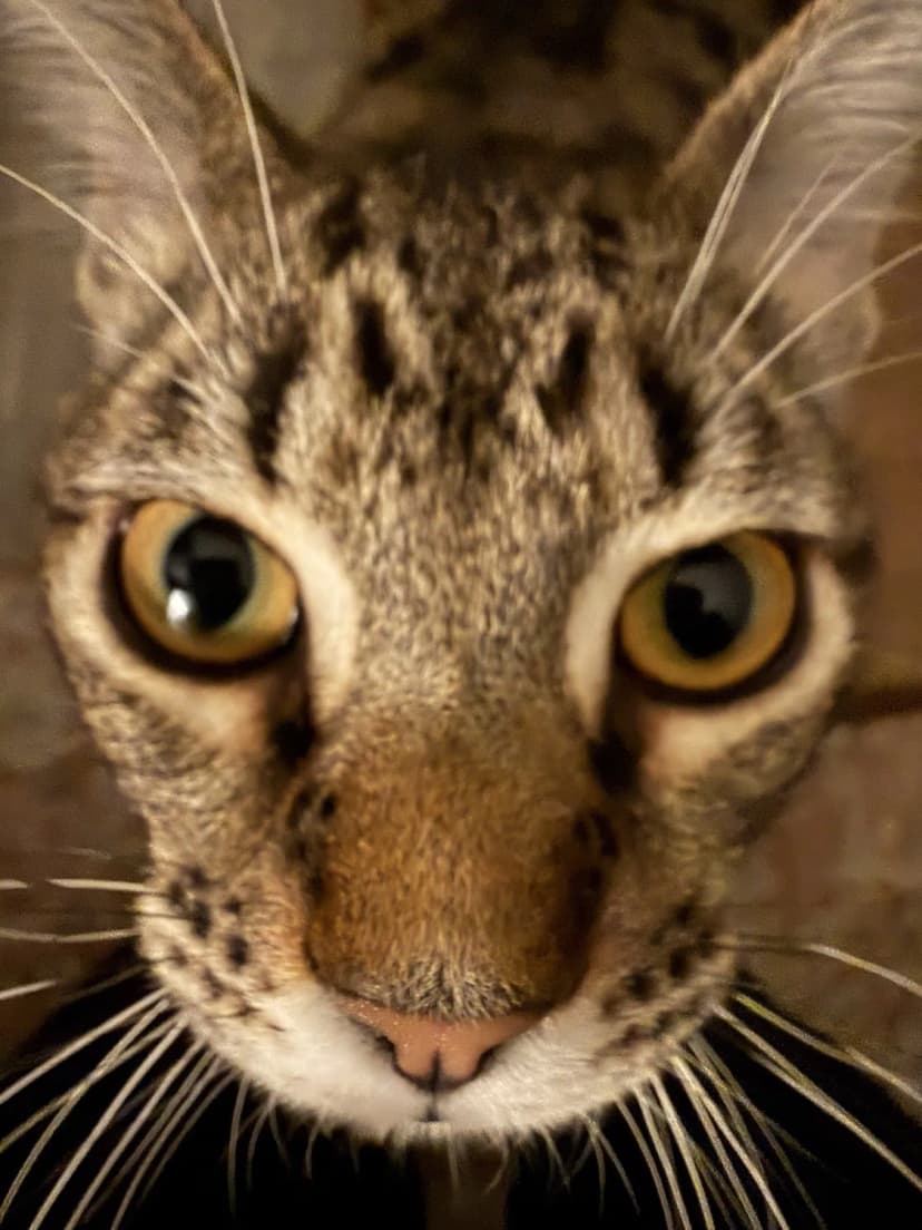 Extreme close-up of Kenzo's face with big golden eyes