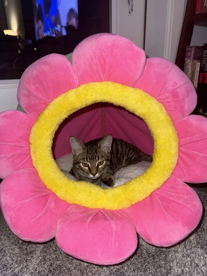 Kenzo peeking out of a pink flower-shaped cat bed