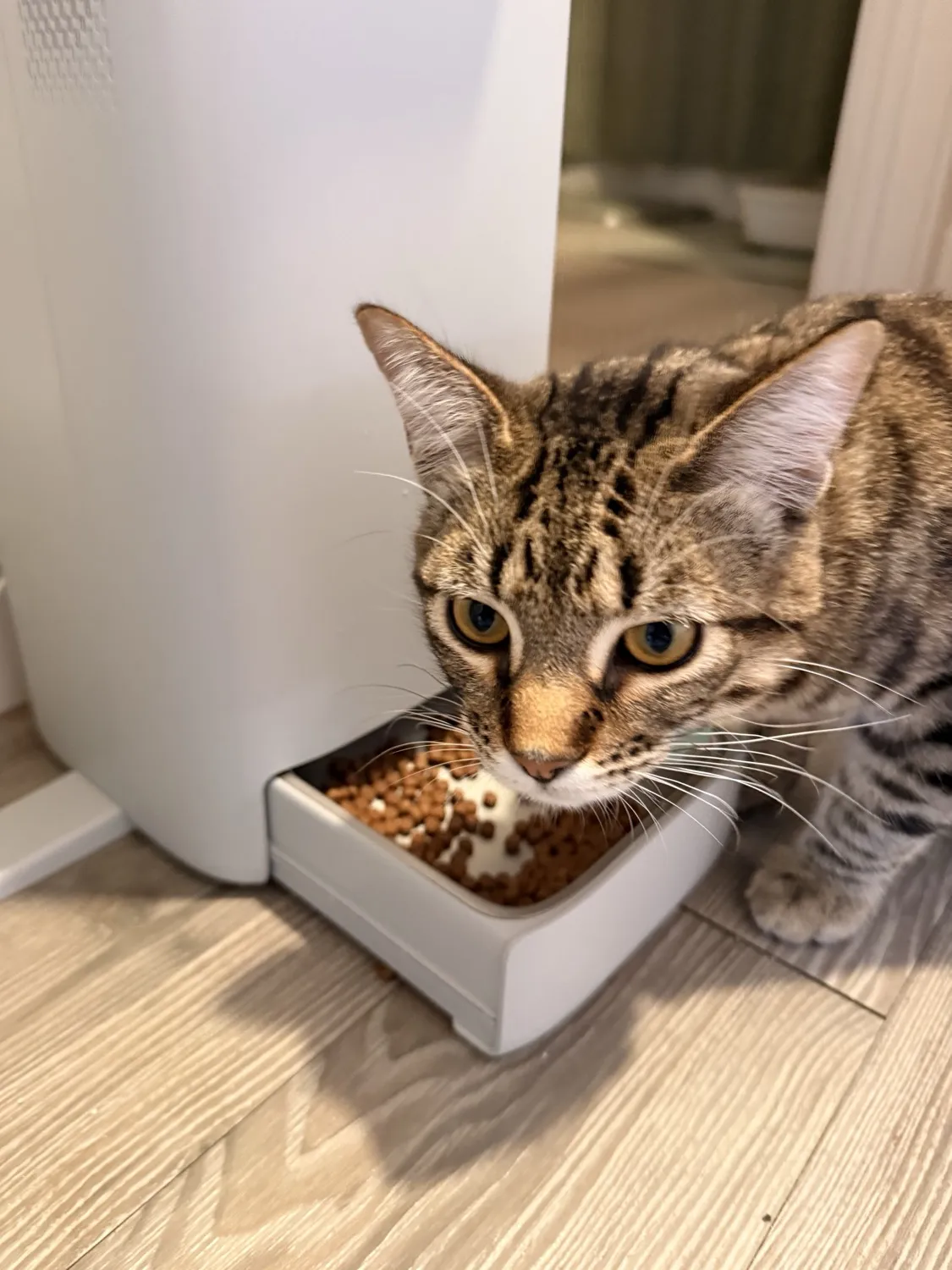 Hill's Science Dry Food - reviewed by Kenzo