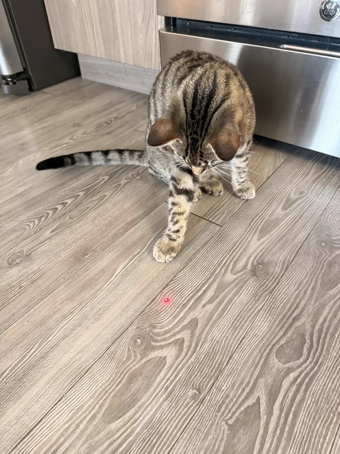 Portable Laser Pointer - reviewed by Kenzo