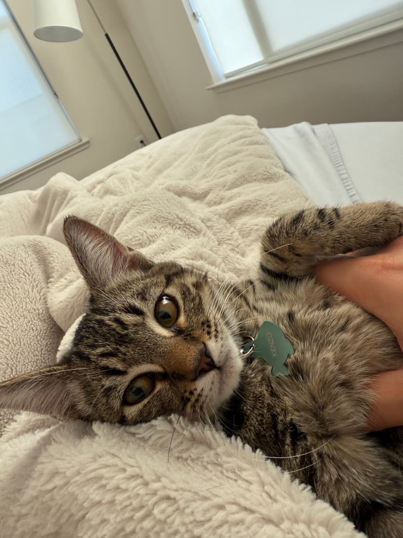 Close-up of Kenzo with his green name tag, looking curious