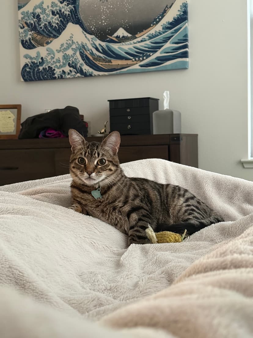 Kenzo the tabby kitten sitting alertly on a cozy bed