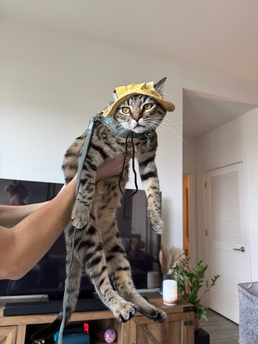 Kenzo wearing a yellow bucket hat and green harness, ready for adventure